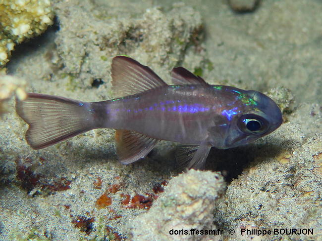 Nectamia_savayensis-040phbo