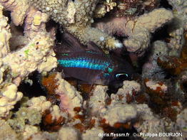 Nectamia_savayensis-050phbo