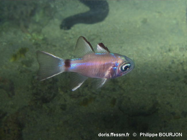 Nectamia_savayensis-070phbo