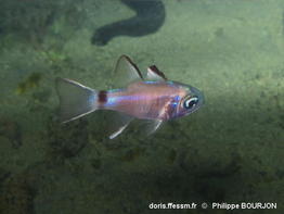 Nectamia_savayensis-070phbo