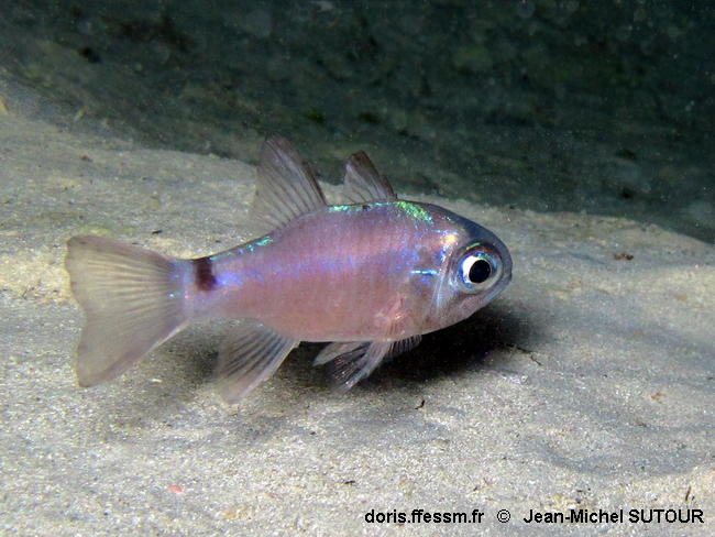 Nectamia_savayensis-080jmsu