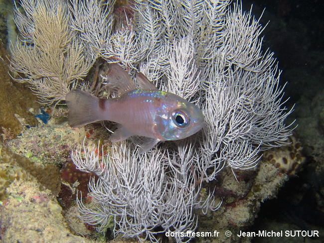 Nectamia_savayensis-090jmsu