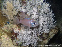 Nectamia_savayensis-090jmsu
