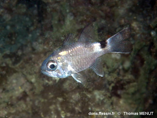 Nectamia_savayensis-100thme
