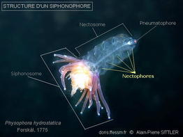 nectophore_glossaire-apsittler01