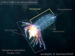 nectosome_glossaire-apsittler01