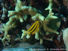 Neoglyphidodon_nigroris-cp1