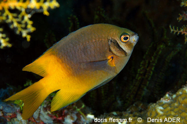 Neoglyphidodon_nigroris-da2