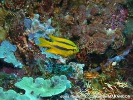 Neoglyphidodon_nigroris-km1