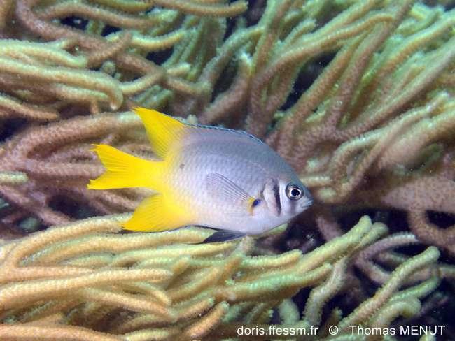 Neoglyphidodon_nigroris-tm1