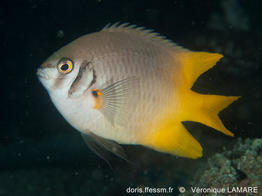 Neoglyphidodon_nigroris-vl1