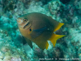 Neoglyphidodon_nigroris-vl2