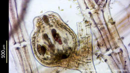 neoverlaquea_sertularioides-lc4