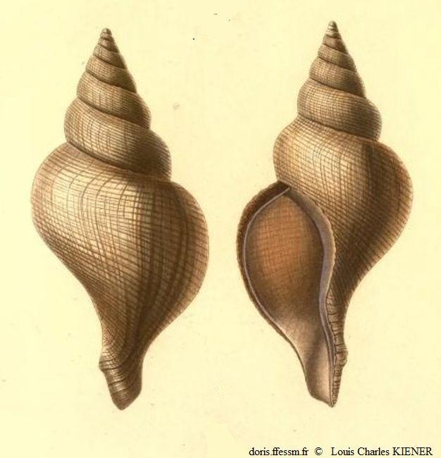 Neptunea_contraria_lochki_ilg_01