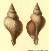 Neptunea_contraria_lochki_ilg_01