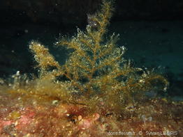 nereia_filiformis-slb1