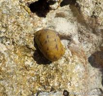 nerita_peloronta-plg-img_309