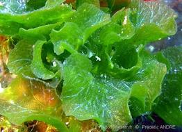 anadyomene_stellata-fa2c