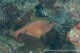 pempheris_vanicolensis-vl2