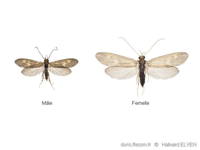 neureclipsis_bimaculata-male-femelle-hel-10