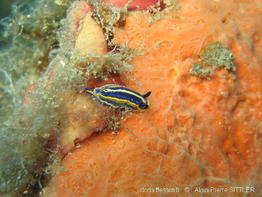hypselodoris_tricolor-aps8