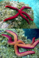ophidiaster_ophidianus-aps652