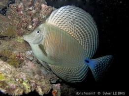 zebrasoma_desjardinii-slb5