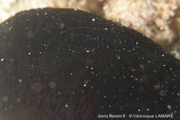 gastrolepidia_clavigera-vl2