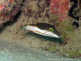 canthigaster_smithae-slb1