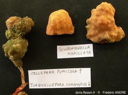 turbicellepora_schizomavella_cellepora-fa149