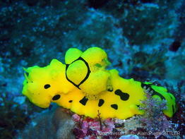 notodoris_minor-aps1