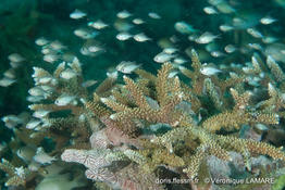 chromis_ternatensis-vl2
