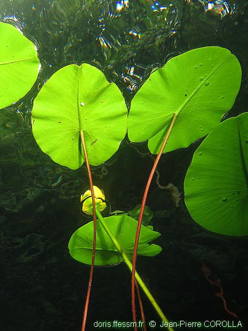 Nénuphar jaune