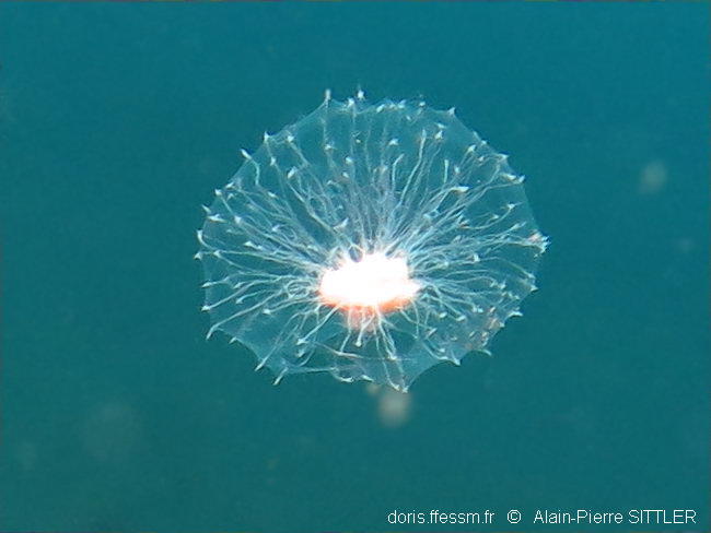 oceanapia_sagittaria-aps70.jpg