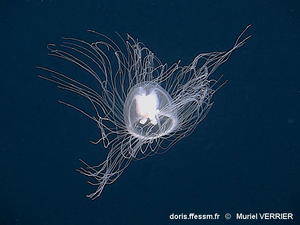 Oceania_armata-muve98533