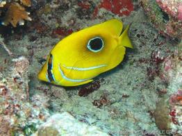 chaetodon_bennetti-slb4