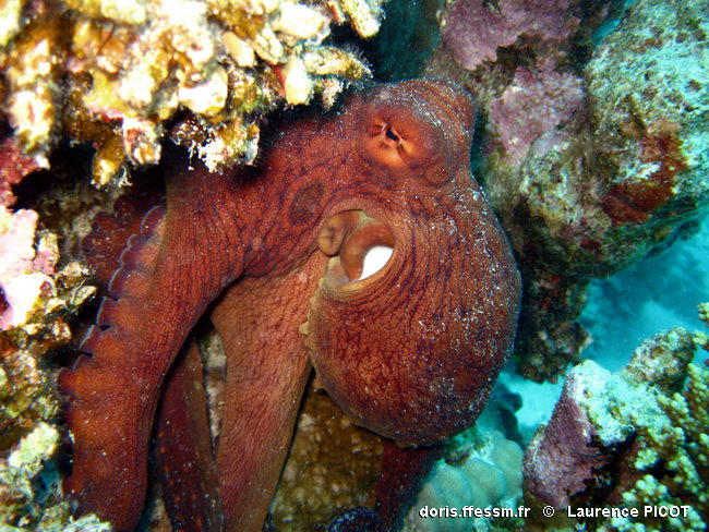 octopus_cyanea-lapi21