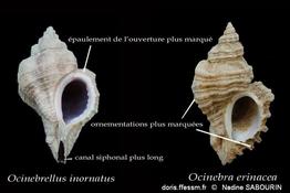 Ocinebrellus-inornatus-comparaison-avec-Ocinebra-erinacea-ns-2023
