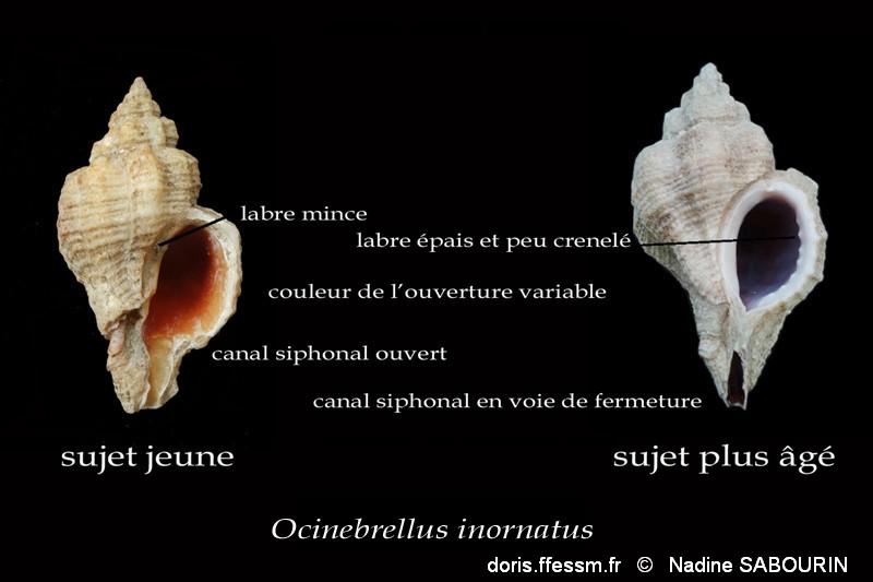 Ocinebrellus-inornatus-variations-penestin-ns-2023