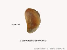 Ocinebrellus- inornatus_opercule-penestin-ns-2023