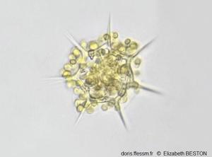 Octactis_speculum_eb_01