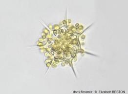 Octactis_speculum_eb_01