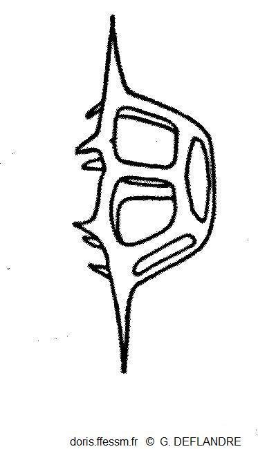 Octactis_speculum_gd_01