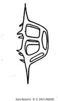 Octactis_speculum_gd_01