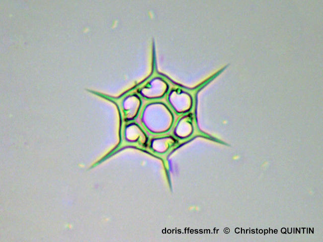 Octactis_speculum_qc_001