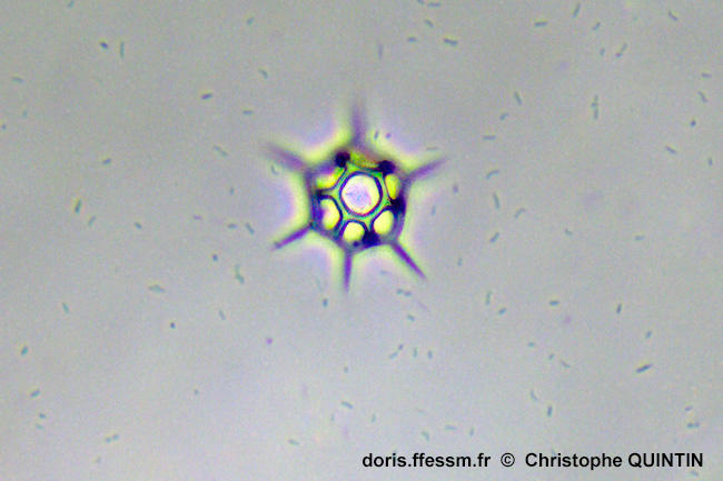 Octactis_speculum_qc_002