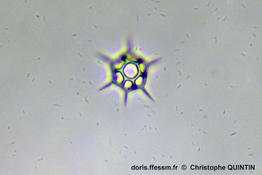Octactis_speculum_qc_002