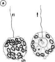 Octactis_speculum_qc_004