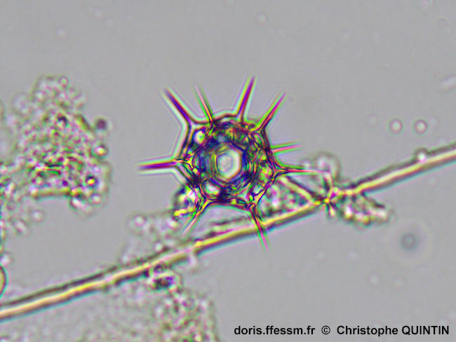 Octactis_speculum_qc_005