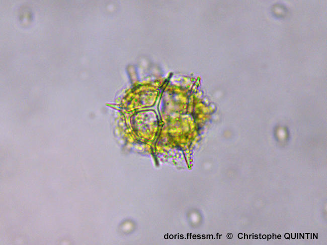Octactis_speculum_qc_006